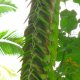 89- Un plant de vanille sauvage sur un cocotier 